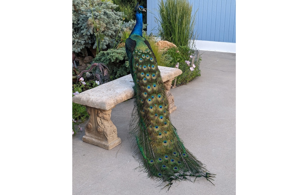 (Photo provided by Church of Summum official Bernia Aua) T-Bird, a 10-year-old peacock who lives at the Church of Summum, flew away from the area last week.