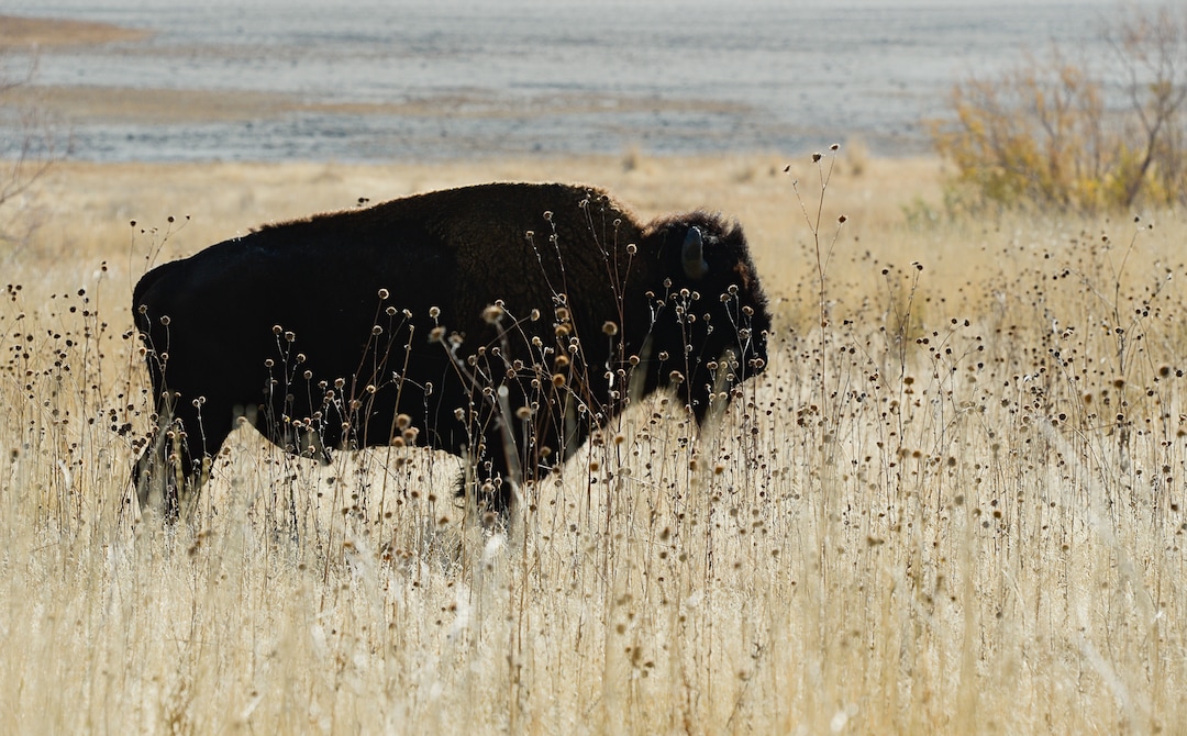 (Francisco Kjolseth  |  The Salt Lake Tribune)  Bison are herded north as riders on horseback participate in the 33rd annual Bison Roundup, Saturday, Oct. 26, 2019, on Antelope Island, a state park located near Syracuse in Davis County. Every year Utah wildlife and parks officials move the animals from across the island so they can be weighed, tagged and given health screenings.