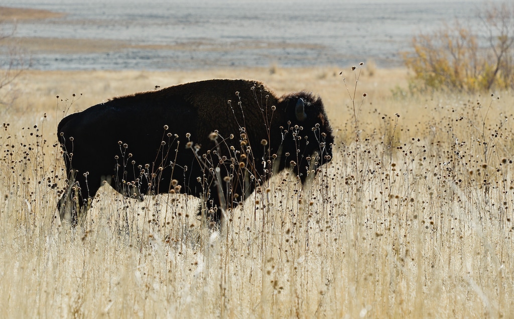(Francisco Kjolseth | The Salt Lake Tribune) Bison are herded north as riders on horseback participate in the 33rd annual Bison Roundup, Saturday, Oct. 26, 2019, on Antelope Island, a state park located near Syracuse in Davis County. Every year Utah wildlife and parks officials move the animals from across the island so they can be weighed, tagged and given health screenings.