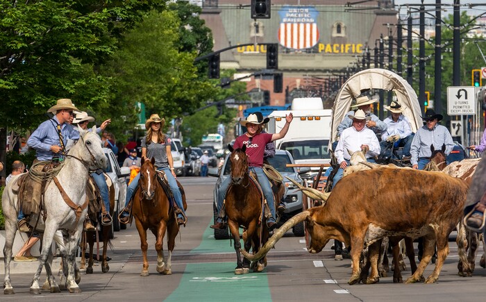 (Leah Hogsten | The Salt Lake Tribune) To kick off the start of Utah's Days of '47 rodeo week, Governor Spencer Cox, First Lady Abby Cox and working ranglers drove a herd of longhorn cattle from the heart of Salt Lake City to the  Utah Fair Park, Tuesday, July 19, 2022.
