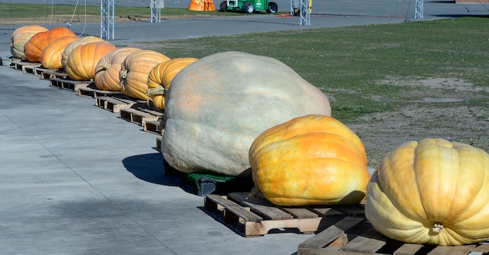 (Al Hartmann  |  The Salt Lake Tribune) 	Giant pumpkins at Salt Lake City’s new event, Pumpkin Nights, an outdoor, family-friendly Halloween walkthrough with ten immersive lands created with more than 3,000 hand-carved pumpkins. It will be open for 17 days—kicking off on Friday, Oct. 13 through Sunday, Oct. 29 at the Utah State Fairpark.