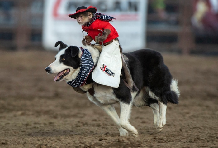 (Rick Egan  |  The Salt Lake Tribune)     Whiplash the cowboy monkey rounds up sheep at the West Jordan Western Stampede Rodeo, Saturday, July 6, 2019.