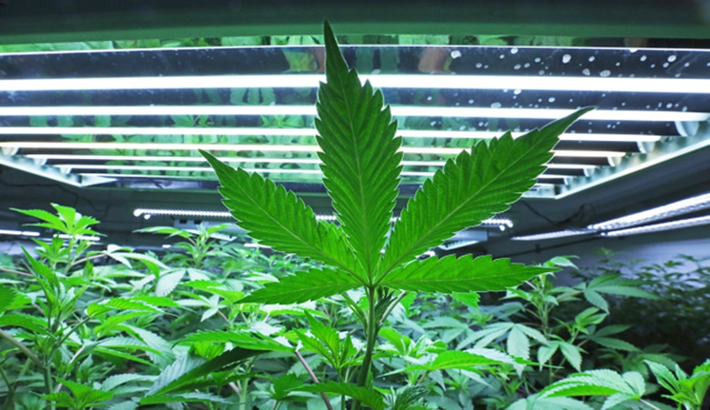 FILE - This June 5, 2017, file photo shows a marijuana leaf in the vegetative room at a cannabis cultivator in Fairbanks, Alaska. Some states that have legalized marijuana are considering providing so-called sanctuary status for licensed marijuana businesses, hoping to protect them from a shift in federal enforcement policy. Alaska, California and Massachusetts lawmakers are among those mulling similar bills at the state level. (Eric Engman/Fairbanks Daily News-Miner via AP, File)