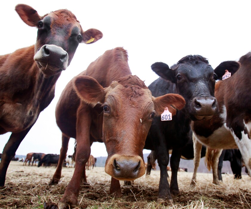 (Mike Groll | The Associated Press) In this Feb. 2, 2012 photo, cows stand in a field at a dairy farm in Westville, N.Y. Dairy farmers continue to face financial stress as prices paid to them continues to fall well below their cost of production. Following the suicide of a member farmer in January 2018, some Northeast dairy farmers received a list of mental health services and a suicide prevention hotline from their dairy cooperative, along with their milk checks.