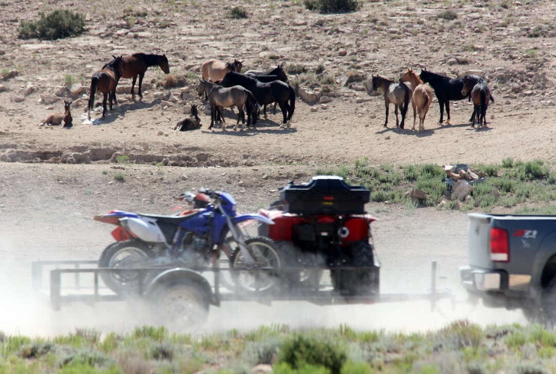 Photo courtesy of Laurie Kline
Individuals on ATV's and motorcycles, some with Emery County Search and Rescue shirts and trailers, were alleged by a citizen to have been involved in hazing about 80 wild horses in the McCay Flats area of the San Rafael Swell July 9.  The sheriff's department said the volunteers were in the vicinity for an unrelated reason.