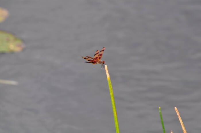 (Erin Alberty | The Salt Lake Tribune) A dragonfly rests on a reed in Everglades National Park. Photo taken Feb. 2, 2016.