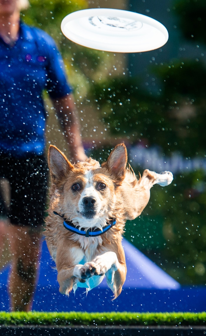 (Rick Egan  |  The Salt Lake Tribune)    
A dog goes after the frisbee in the long jump competition, during the Extreme Dog show, at the Utah State Fair Monday, Sept. 9, 2019.