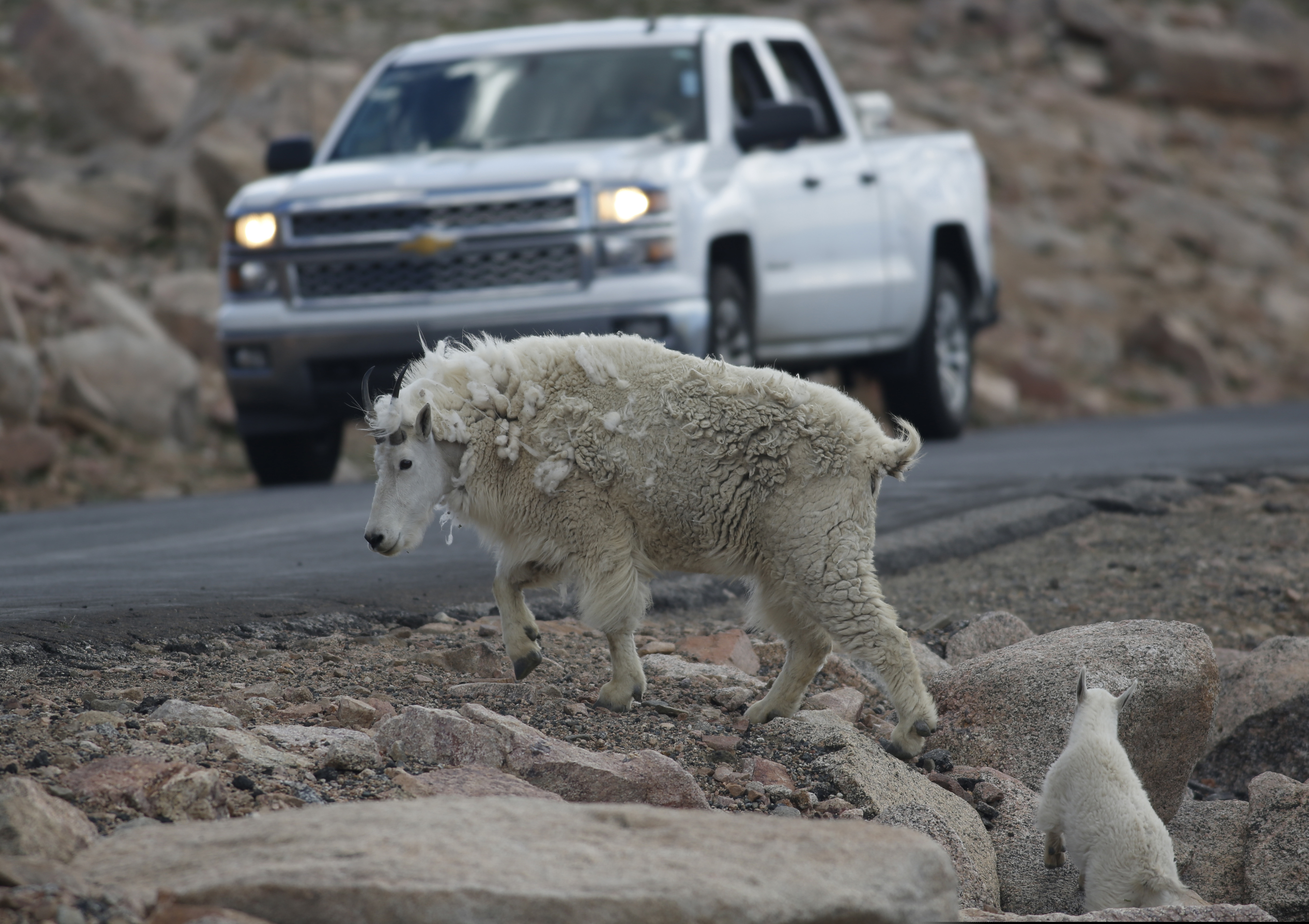 (David Zalubowski | AP file photo) In this July 15, 2016 file photo, a mountain goat leads its' kid across the Mount Evans Scenic Byway just below the summit near Idaho Springs, Colo. Spotting a mountain goat perched high on a cliff might thrill many visitors to a national park in Wyoming but park officials said Tuesday, Deb. 4, 2018, the agile animals might need to go. Grand Teton National Park officials say the park's 100 or so mountain goats threaten a herd of about 80 bighorn sheep.