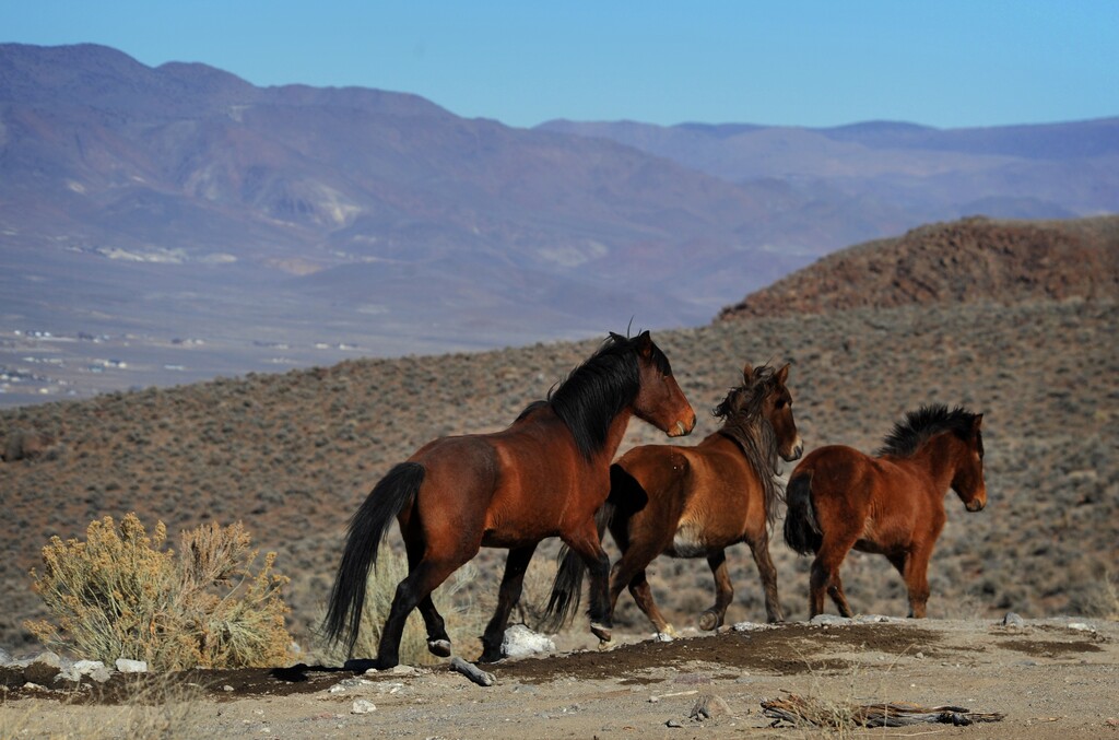 (Jason Bean | The Reno Gazette-Journal | The Associated Press) In this Jan. 23, 2015, photo, wild horses are seen during a BLM tour in the Pine Nut Mountains just outside of Dayton, Nev. Under the threat of another legal battle, the U.S. Bureau of Land Management has quietly pulled the plug on a public-private partnership in northern Nevada aimed at shrinking the size of a wild horse herd through the use of contraceptives, according to documents The Associated Press obtained on Tuesday, May 10, 2016.