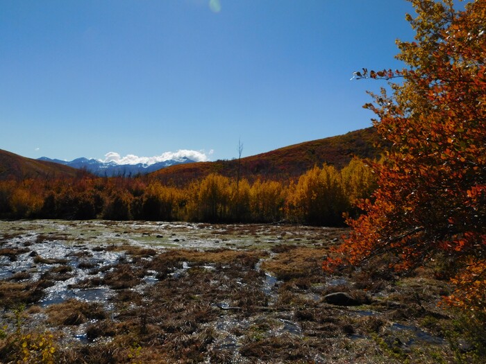 (Erin Alberty|The Salt Lake Tribune) Autumn leaves radiate color around the Cascade Springs Trail on Oct. 9, 2017 in Wasatch County.