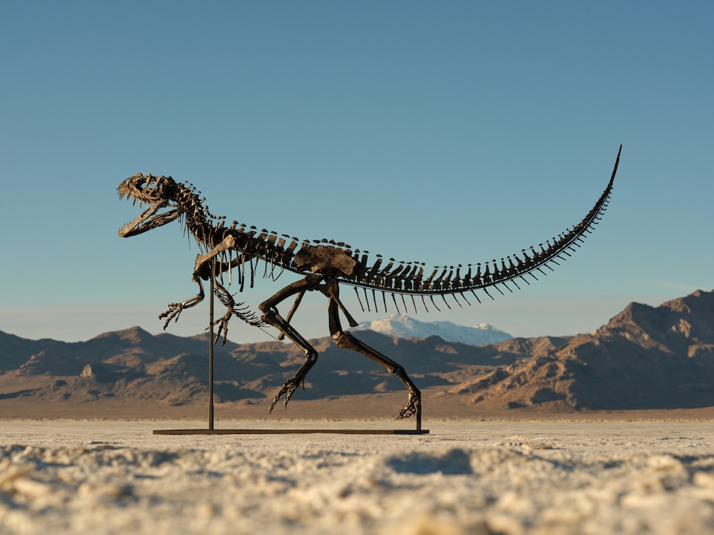 (Matthew Sherman | Sotheby's via The New York Times) An undated photo provided by Matthew Sherman and Sotheby's shows a juvenile specimen of Ceratosaurus nasicornis. Only four Ceratosaurus skeletons are known to exist.