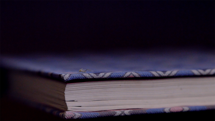 (Paige Sparks | Sparklight Productions) A book is featured in "Soulmate," a video artwork directed by Paige Sparks and based on an Ilana Fogelson poem, one of the short films in The Salt Lake Tribune's Quarantine Film Festival.