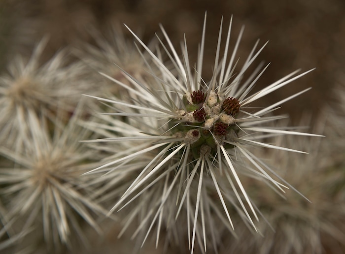 Leah Hogsten  |  The Salt Lake TribuneSnow Leopard Cactus' spines help reduce heat load and dissipate heat by providing some shade; zones 4-9. Red Butte Garden featured Water Conservation Garden is designed to demonstrate that beautiful gardens do not require heavy applications of water. The newly constructed 2017 three-acre garden will offer educational programs to teach people how to create their own water-wise landscapes.