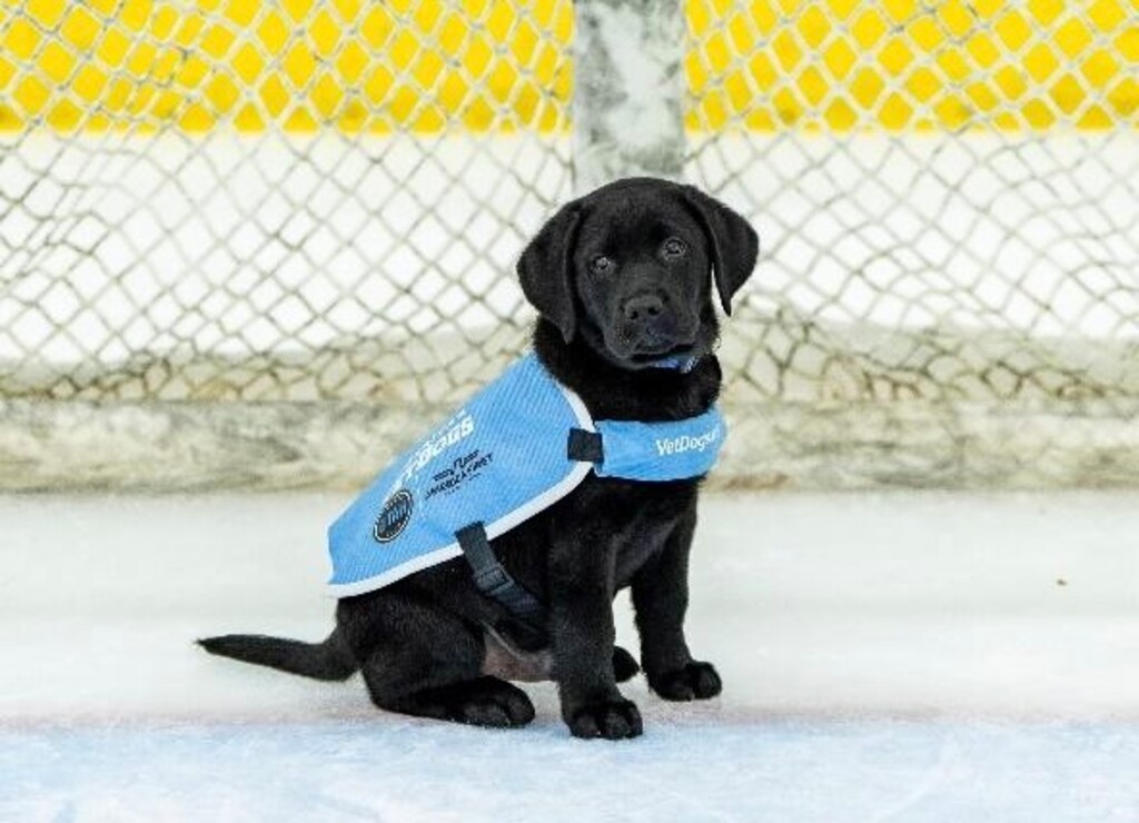 (Courtesy) Archie, a 13-week-old black Labrador retriever, is Utah Hockey Club's new team dog. The dog will spend the next 16 months with the NHL team being trained and socialized to become a service animal.