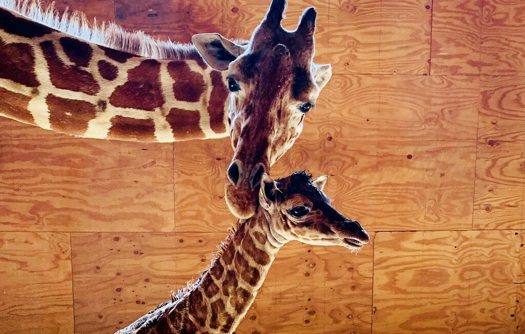 (Animal Adventure Park via AP) This photo provided by Animal Adventure Park shows April the Giraffe with her new male calf on Saturday, March 16, 2019 in Harpursville, N.Y. The Animal Adventure Park said April gave birth to a healthy male calf Saturday. They say more than 300,000 watched live.
