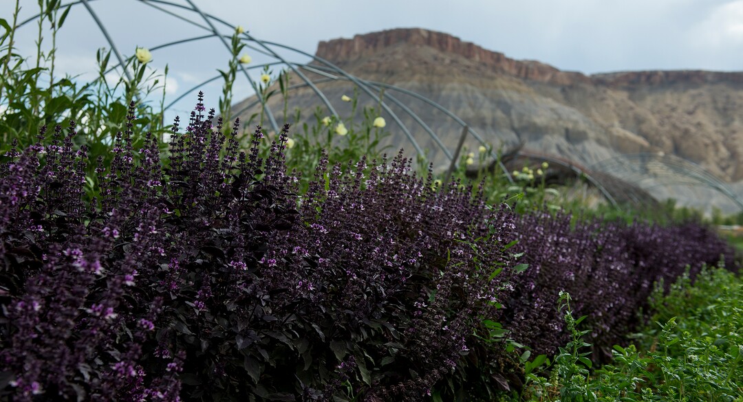 (Leah Hogsten  |  The Salt Lake Tribune) "In order to be a sustainable farm, you have to have animals," said  Mesa Farm owner Randy Ramsley, who sells a variety of goats milk cheeses and yogurt at his farm's storefront as well as fresh salads, vegetables, homemade fermented foods and fresh bread. A row of purple and green basil grows on the farm. Mesa Farms is located on Highway 24, east of Capitol Reef.