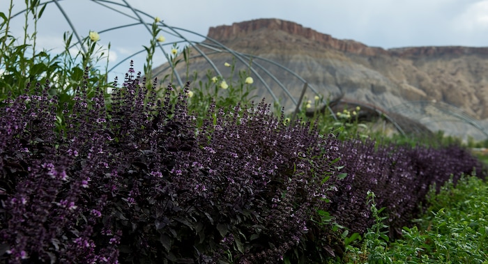 (Leah Hogsten  |  The Salt Lake Tribune) "In order to be a sustainable farm, you have to have animals," said  Mesa Farm owner Randy Ramsley, who sells a variety of goats milk cheeses and yogurt at his farm's storefront as well as fresh salads, vegetables, homemade fermented foods and fresh bread. A row of purple and green basil grows on the farm. Mesa Farms is located on Highway 24, east of Capitol Reef.