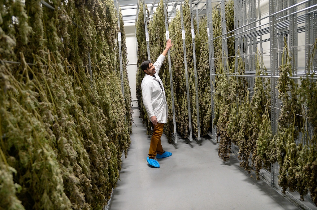 (Francisco Kjolseth  |  Tribune file photo) Assistant General Manager Patrick Quino is shown in Jan. 30 giving a tour of the drying room at Tryke, a new cannabis farm in Tooele. The company is one of eight cultivators approved by the state to supply product in Utah's fledgling medical cannabis program.