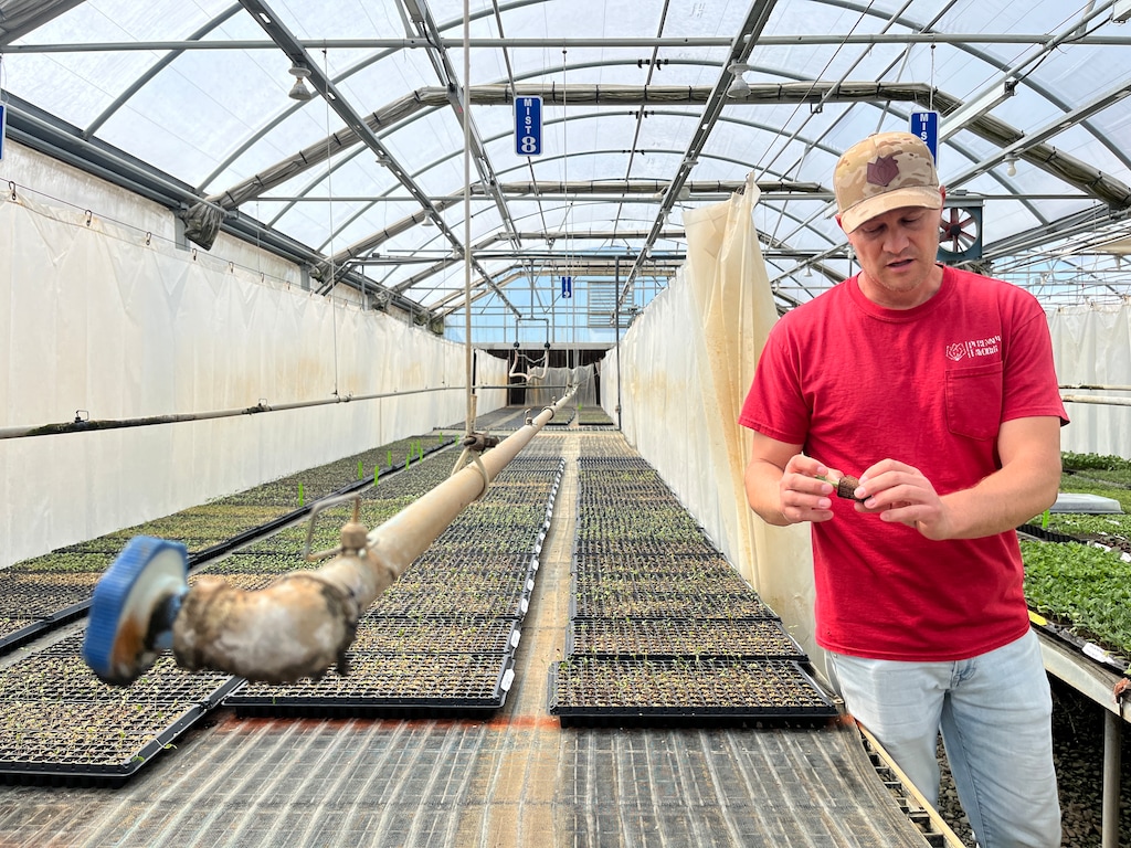 (Shannon Sollitt | The Salt Lake Tribune) Perennial Favorites owner and CEO Cort Cox demonstrates plant propagation in a greenhouse at his nursery. Cox says solar panels installed last year have cut his energy costs in half, even as energy use has gone up.