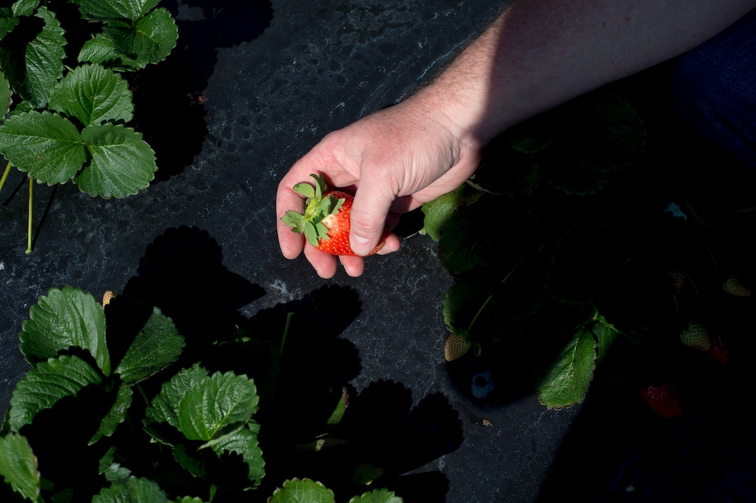 (Zack Wittman  |  For The Washington Post)  Bob Pitzer, co-founder and CTO of Harvest Croo Robotics, holds a fresh strawberry picked from the field on Wednesday, Feb. 6, 2019, at G & D Farms in Duette, Florida.