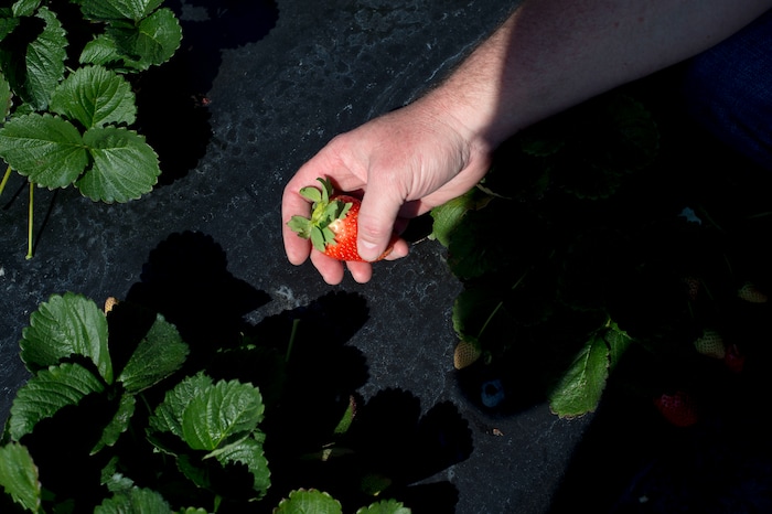 (Zack Wittman  |  For The Washington Post)  Bob Pitzer, co-founder and CTO of Harvest Croo Robotics, holds a fresh strawberry picked from the field on Wednesday, Feb. 6, 2019, at G & D Farms in Duette, Florida.