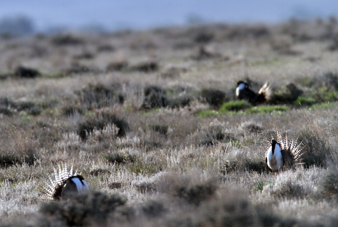Rick Egan  | The Salt Lake Tribune Gunnison sage-grouse, strut on a lek near Monticello, Utah, Wednesday, March 22, 2012.