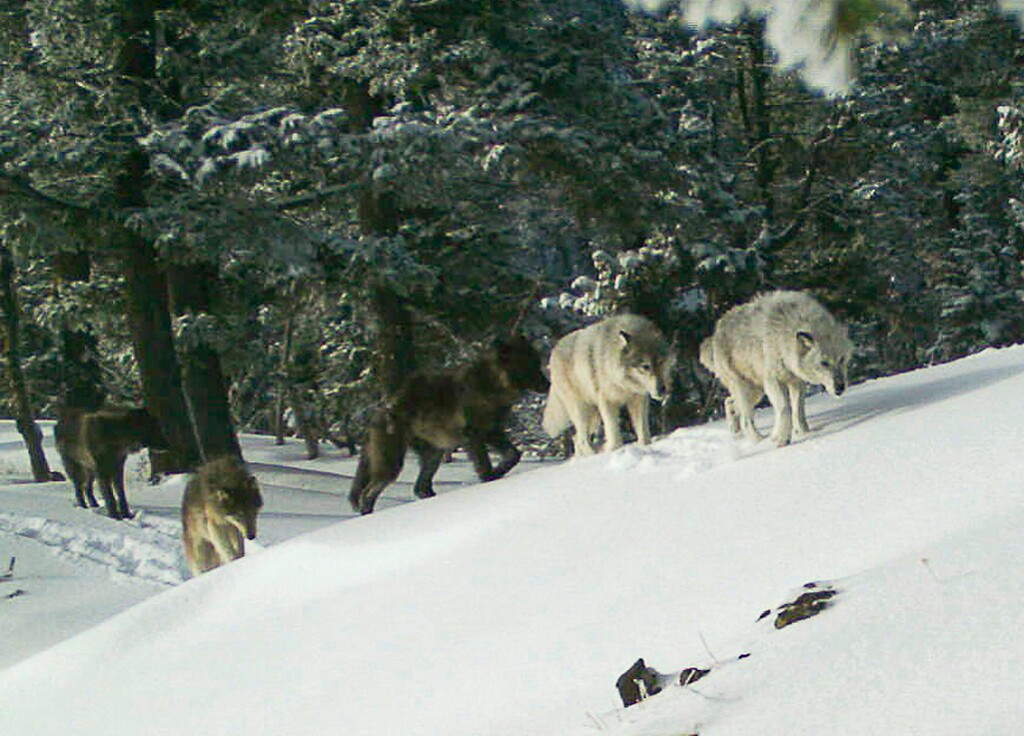 In this Feb. 1, 2017, file image provided the Oregon Department of Fish and Wildlife, a wolf pack is captured by a remote camera in Hells Canyon National Recreation Area in northeast Oregon. (Oregon Department of Fish and Wildlife via AP, File)