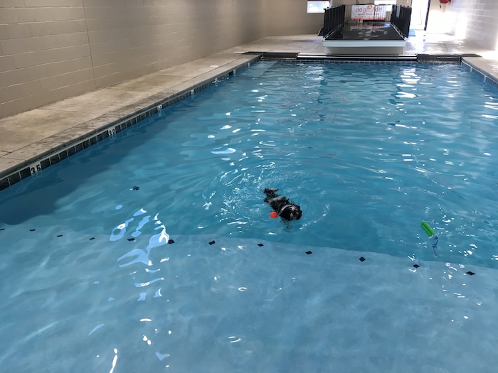 (Scott D. Pierce | The Salt Lake Tribune) Chip unexpectly became a swimming Shih Tzu at DogMode's Aquatic Fitness Center for dogs.