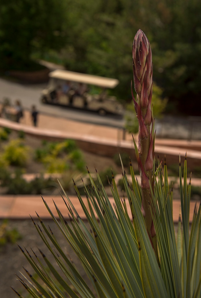 Leah Hogsten  |  The Salt Lake TribuneBeaked Yucca, originally from Southern Texas has taproots that are able to reach deep water supplies. Zones 7-11, sun and drought tolerant.Red Butte Garden featured Water Conservation Garden is designed to demonstrate that beautiful gardens do not require heavy applications of water. The newly constructed 2017 three-acre garden will offer educational programs to teach people how to create their own water-wise landscapes.