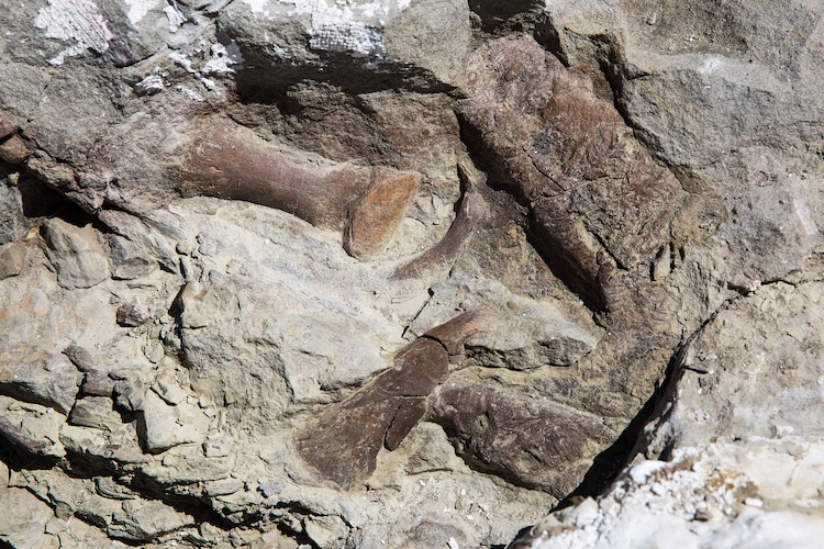 (Mark Johnston | NHMU file photo) Toe bones, the upper jaw and snout of the fossilized remains of a tyrannosaur skeleton found in Grand Staircase-Escalante National Monument in 2017. 