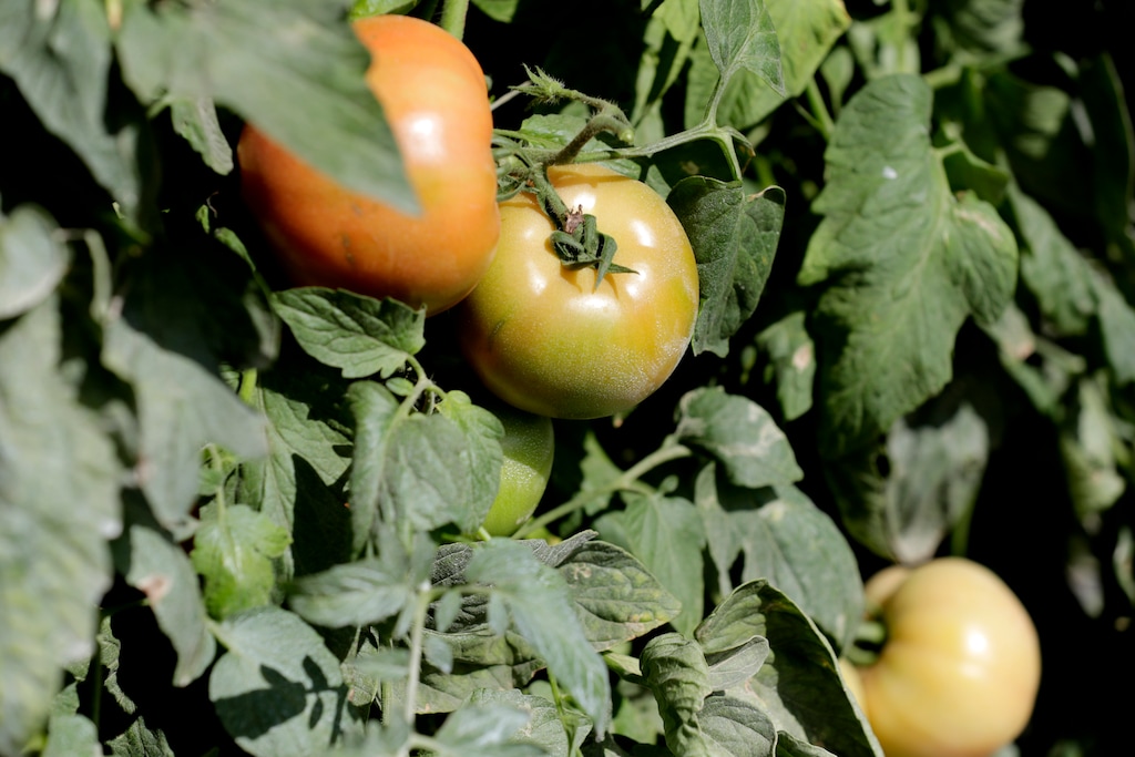 (Lynne Sladky | AP file photo) Tomatoes sit on the vine ready to pick in in Homestead, Fla. A vendor was tossed out of the Lehi's Farmers Market Saturday fo wearing a mask and asking his customers to do so. RJ Walker posted a long thread on Twitter explaining how the market’s proprietor confronted him after he handed out free masks to those stopping by his table. He was soon after asked to leave.