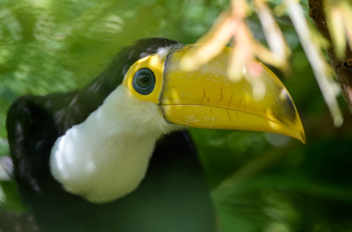 (Francisco Kjolseth  |  The Salt Lake Tribune)  Tracy Aviary has a variety of new birds, including three new baby Chilean Flamingos and a baby Toco Toucan, who's additional colors will come in as it ages. The Toco Toucan is the first the first ever to hatch at the aviary, after an incubation period of 19 days and an additional 50 days in a nest log till all of its feathers came in as seen on Tuesday, Aug. 14, 2018. 