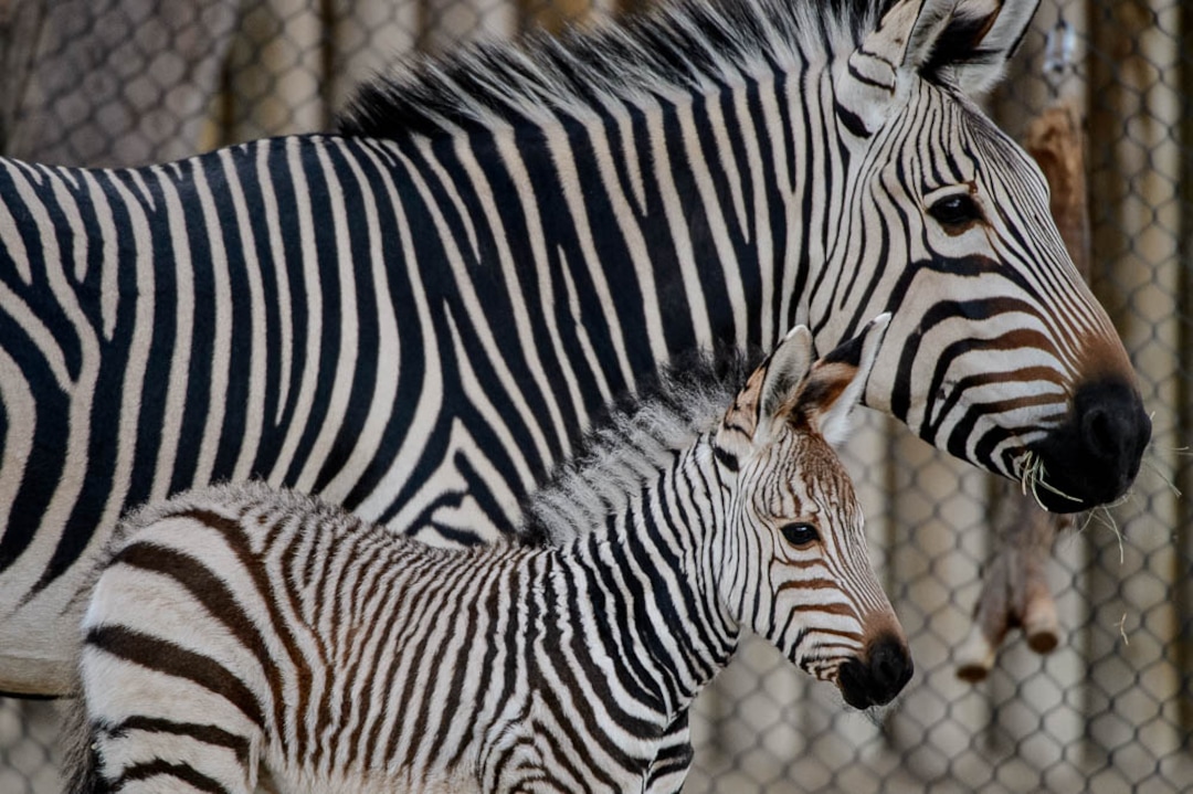 (Trent Nelson | The Salt Lake Tribune)  Clementine, left, a baby zebra born Oct. 23, with her mother, Zoe, at Utah's Hogle Zoo, Tuesday Oct. 30, 2018.