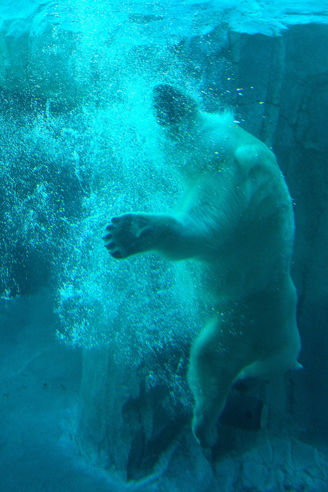 (Chris Detrick  |  The Salt Lake Tribune) Polar Bear Hope at Utah's Hogle Zoo Tuesday, October 10, 2017.