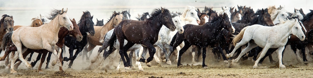 Steve Griffin  |  The Salt Lake Tribune

Wild horses run in their pen as they are cared for in the BLM's new off-range contract wild horse corral, located on a 32-acre private ranch in Axtell, Utah Monday, September 14, 2015.