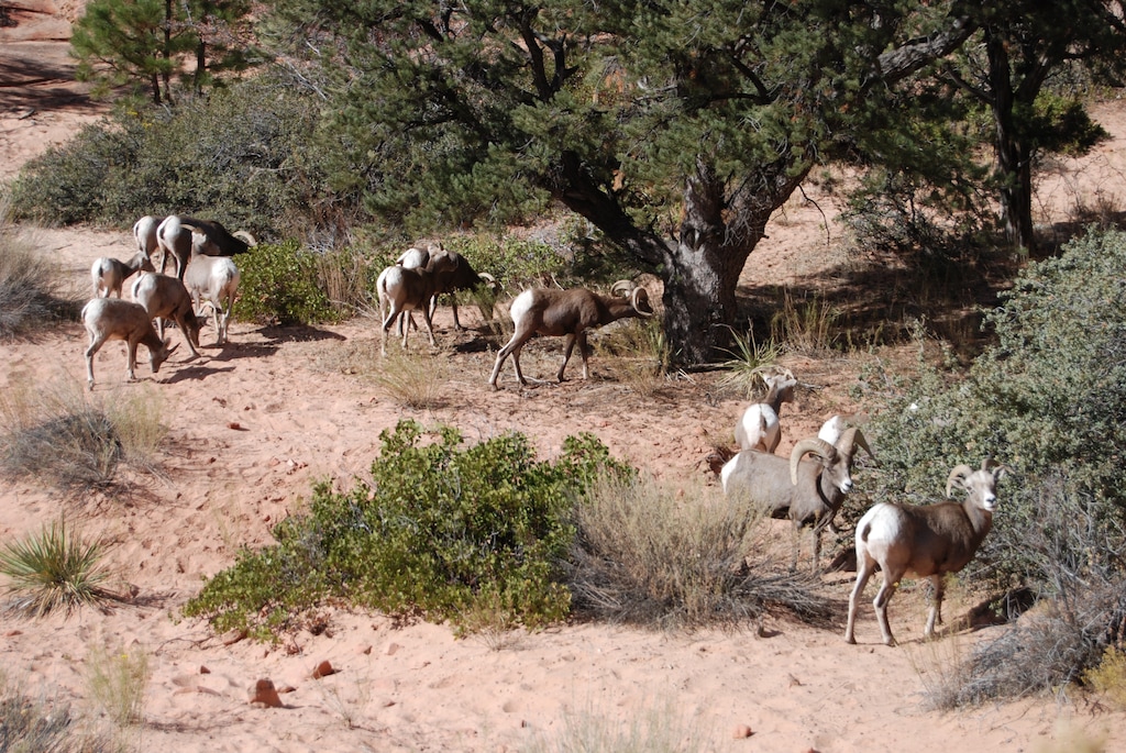 A herd of bighorn sheep browse along Zion National Park's east entrance road. Wild sheep have thrived in the park since their reintroduction, their numbers growing to the point that park officials are now concerned that they may be exposed to domestic sheep on ranches on the Utah park's periphery. To reduce the chances of domestic sheep passing diseases to wild sheep, the National Park Service has authorized Utah wildlife to relocate some of the park's bighorns to areas where game herds are struggling. Photo by Brian Maffly, Nov. 5, 2017