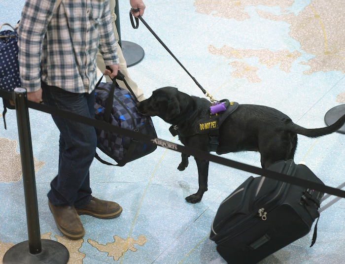 (Al Hartmann  |  The Salt Lake Tribune)  Keene, a black lab passenger screening canine, takes a sniff at luggage as airline passengers pass by before the security checkpoint in terminal 1 at the Salt Lake International Airport Tuesday March 8.  The Transportation Security Administration (TSA) is beginning to use the dogs, which are specially trained to detect explosives and explosive components.  He works with TSA K9 handler Lonnie Larson who is trained to read the dog's behavior when it detects an explosive scent. Keene is named in memory of Leo Russel Keene, a 33-year old Louisiana native and financial analyst who died at work at the World Trade Center on Sept. 11, 2001.  Keene is the mother of several PSC's who are assigned to other airports across the country. 