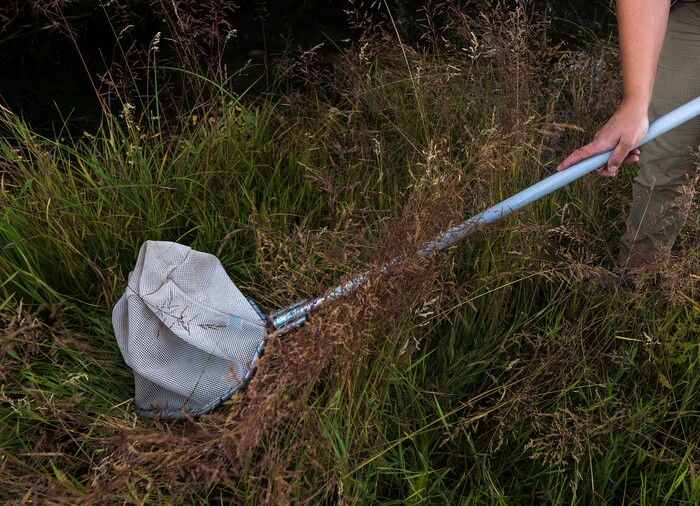 (Leah Hogsten | The Salt Lake Tribune) Kaitlyn Purington, a native aquatics biologist with the Utah Division of Wildlife Resources, sweeps her net for boreal toads in the Bryant's Fork area of Strawberry Reservoir, March 1, 2022. Boreal toads donÕt draw the same attention as other native Utah species, but they play an important role in the state's high-altitude ecosystems. Lessons learned here could help bolster their populations throughout West.