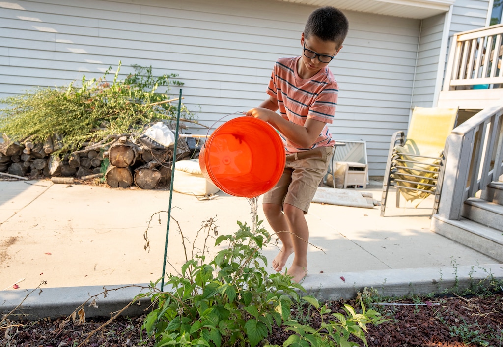 (Rick Egan | The Salt Lake Tribune) Ten-year-old Rock Bishop pours grey water from the shower on raspberry plants at their home in Orem, on Monday, July 12, 2021.