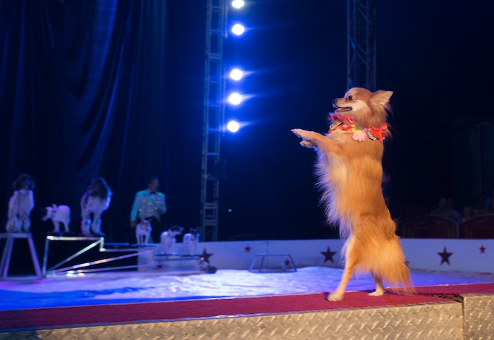 (Rick Egan  |  The Salt Lake Tribune)   A dog performs tricks at the Big Top Circus Spectacular, at the Utah State Fair, Sunday, September 10, 2017.


