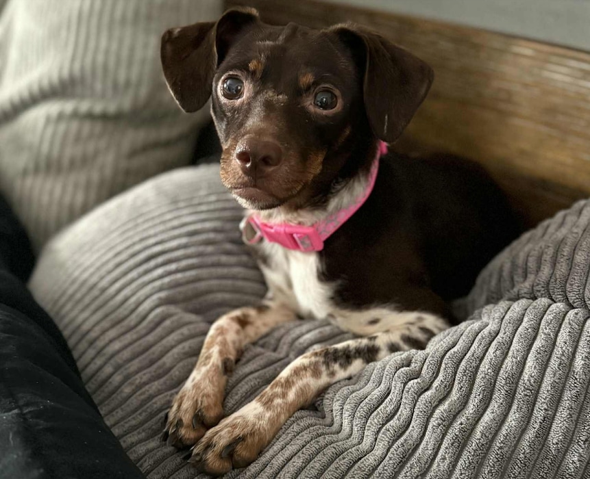 (Courtesy image) Stevie Licks, rescued from a Salt Lake City home that contained 100 chihuahuas or chihuahua-like dogs, has become an excellent snuggler in her new home, her family says.