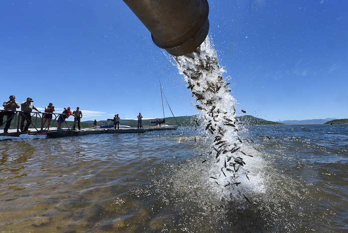 (Francisco Kjolseth | The Salt Lake Tribune) The Division of Wildlife Resources introduce around 40,000 splake, a sterile cross between lake trout and brook trout, into the Jordanelle Reservoir on Thursday, June 21, 2018. Measuring four to five inches long, splake will quickly grow and could reach adult lengths of more than two feet long as part of ongoing management plans at the reservoir that currently holds numerous other fish species.