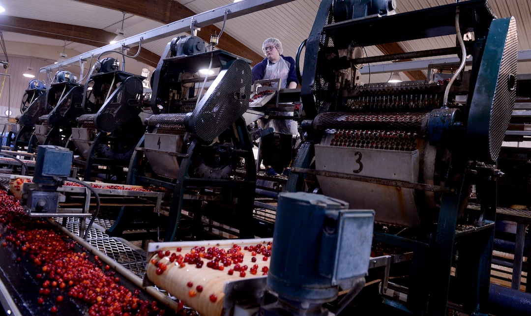 (Leah Hogsten  |  The Salt Lake Tribune)  Payson Fruit Growers co-op cherry pitting machines will process between 20 to 30 million pounds of cherries in July 2018.