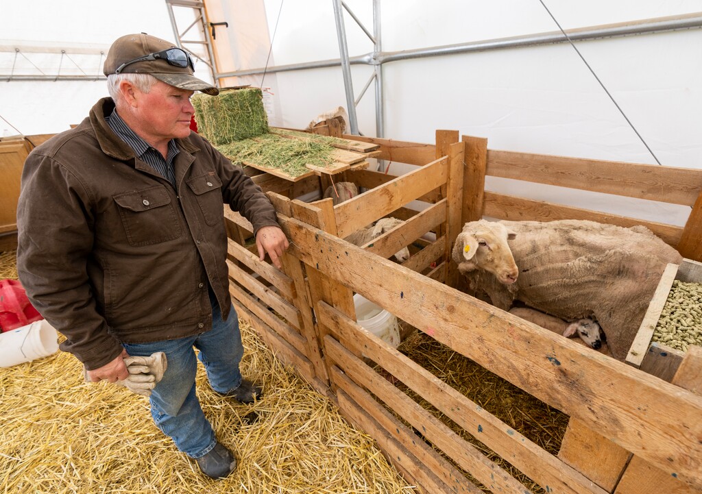 (Rick Egan | The Salt Lake Tribune)  Chad Edgington checks on some of the new lambs at Ace Land and Livestock in Mountain Green on Friday, April 7, 2023.