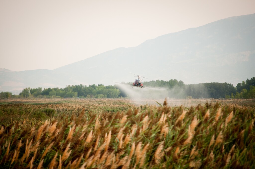(Utah Department of Agriculture and Food) Glyphosate treatment for Utah Lake phragmites infestation.