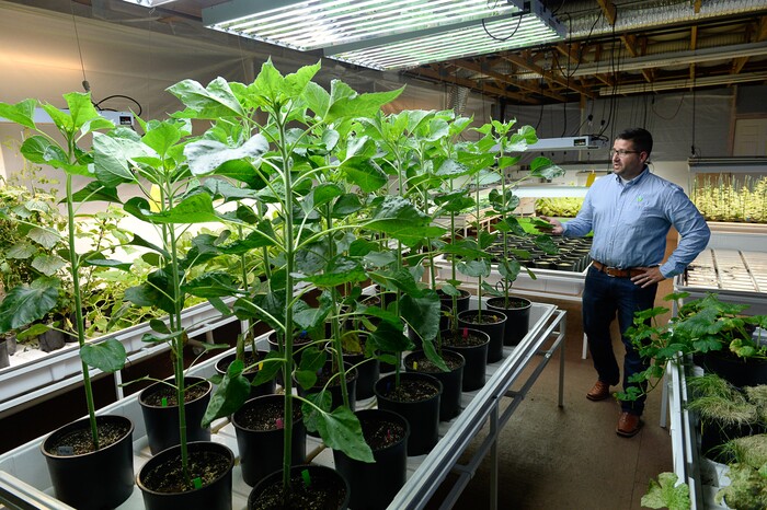 (Francisco Kjolseth  |  The Salt Lake Tribune)  Clark Bell, CEO of Aqua-Yield -- a new company in Draper that uses nano technology to make fertilizers more efficient -- describes studies taking place in their indoor research and development facility. The company says its products can cut down the use of fertilizers by as much as 80 percent or more.