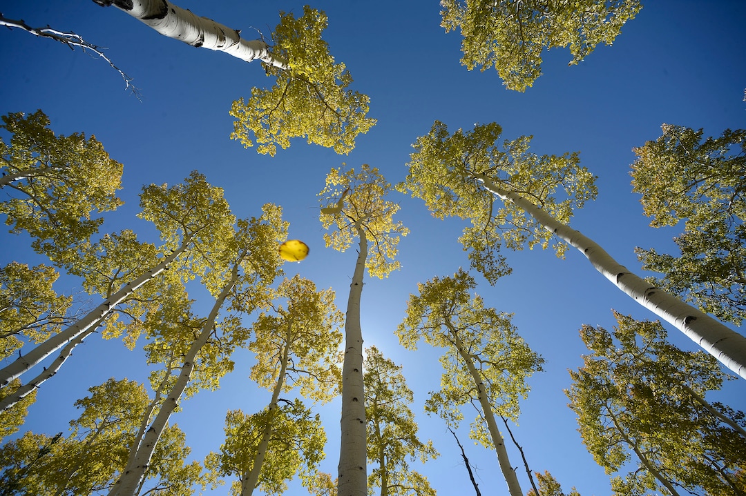 (Al Hartmann  |  The Salt Lake Tribune)     
At 106 acres, Pando is the largest known aspen clone, and the most massive living thing known on earth. Its trees are united by a single root system. Scientists say deer are voraciously eating Pando's new sprouts, preventing the clone from regenerating. It could deteriorate beyond recovery in less than 20 years, they warn.