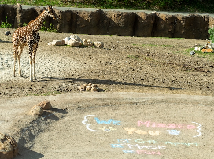 (Rick Egan  |  The Salt Lake Tribune)   The Hogle Zoo opened up again for visitors, Saturday May 2, 2020