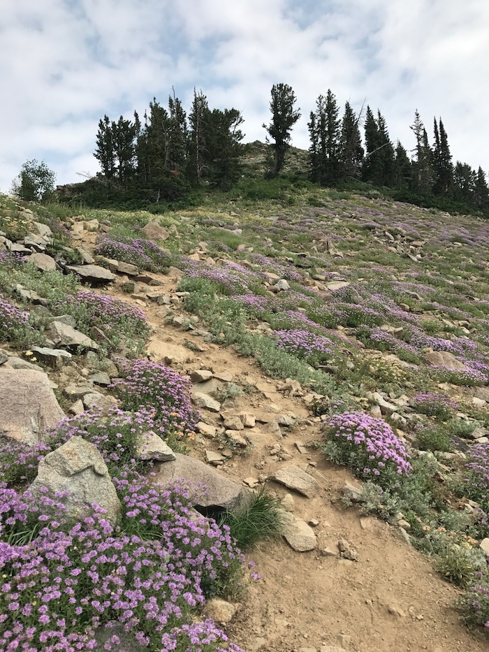 (Nate Carlisle | The Salt Lake Tribune) The trail between Peak 10,420 and Luckawaxen Lake is lined with wildflowers on Aug. 7, 2017.