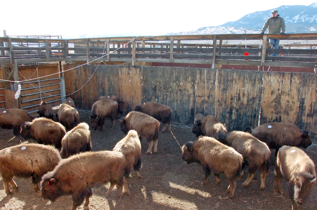 This March 9, 2016 photo shows bison captured from Yellowstone National Park being held in a government research facility near Corwin Springs, Mont. A deal disclosed Thursday, Feb. 2, 2017, will allow the mass slaughter of hundreds of wild bison migrating from Yellowstone National Park, while sparing 25 animals that American Indian tribes want to start new herds. (AP Photo/Matthew Brown)